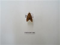 藏品(暗點橙蛾)的圖片